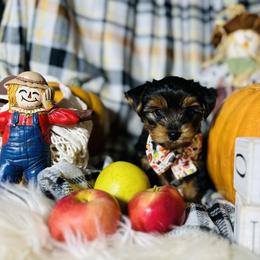 Yorkshire Terrier Puppies from Prims Puppies LLC