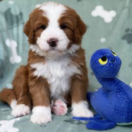 Ned - Red male Bernedoodle puppy in Yuciapa, California from AlltheDoodlez_