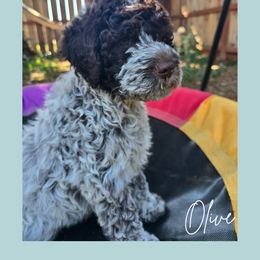 Girl 2 - Brown roan female Lagotto Romagnolo puppy in Salida, California from Harper's Lagotti