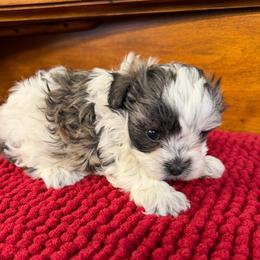 Coco - Parti female Maltipoo puppy in Lawrenceburg, Tennessee from LUV Poodles and Maltipoos