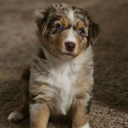 Artemis - Red merle female Australian Shepherd puppy in Independence, West Virginia from Haddix Farms