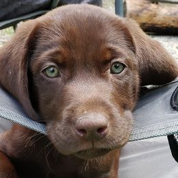 Labrador Retrievers from Semper Fido Labradors