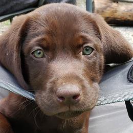 Labrador Retrievers from Semper Fido Labradors