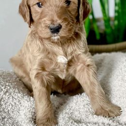 Goldendoodles from Sunshine Doodles Puppies