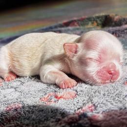 Cream - Gold male Shih Tzu puppy in Oakville, Washington from Pine Pawz