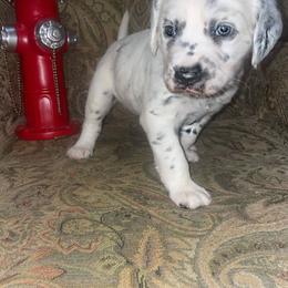 Dalmatian Puppies from Clarks 101 Dalmatians