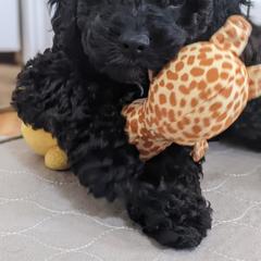 Aussiedoodle, Cavapoo, and Poodle Puppies from Robin's Nest Farm