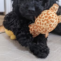Aussiedoodle, Cavapoo, and Poodle Puppies from Robin's Nest Farm