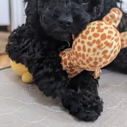 Aussiedoodle, Cavapoo, and Poodle Puppies from Robin's Nest Farm