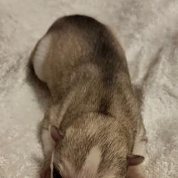 Gray female - Gray and white female Siberian Husky puppy in Doswell, Virginia from Shinko Siberians