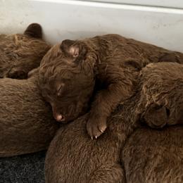 Boy 2 - Brown male Chesapeake Bay Retriever puppy in Lake Anna, Virginia from Three Horses Chesapeakes