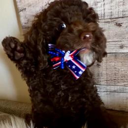 Beacon - Chocolate male Goldendoodle puppy in Decatur, Texas from Scherrer Sweet Goldendoodles