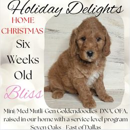 Bliss - Red  female Goldendoodle puppy in Scurry, Texas from 07 Seven Oaks Goldens and Doodles