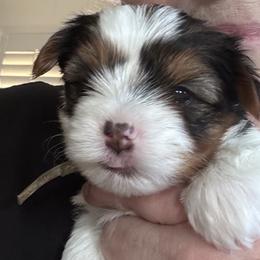 Bluey - Parti male Yorkshire Terrier puppy in La Verne, California from Heavenly Parti Yorkies