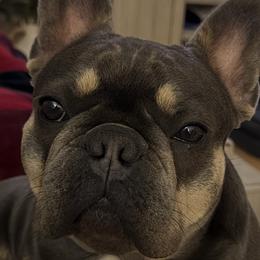 Luna - French Bulldog