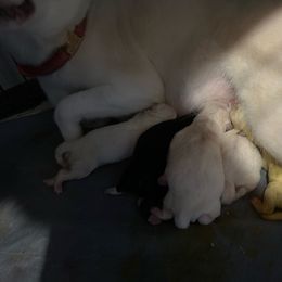 Saffron - Cream female Shiba Inu puppy in Florence, Oregon from Sunbeam Shiba Inus