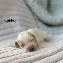 Dottie - Brown and white female Cockapoo puppy in Alexandria, Alabama from Bright and Beautiful Cockapoos and Doodles