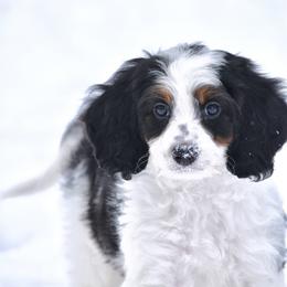Orange boy - Tri-color male Bernedoodle puppy in Waukesha, Wisconsin from Bernedoodle Boutique (and Cavapoos)