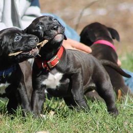 American Pit Bull Terrier Puppies from Steel Ridge APBTs