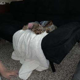 Yorkshire Terrier Puppies from Missy Lu Lap Puppies