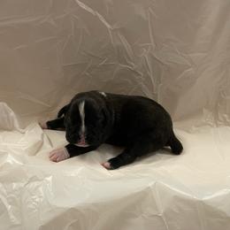 Kitty Wells - Brindle female Boxer puppy in Willard, North Carolina from Boone’s Boxers of North Carolina