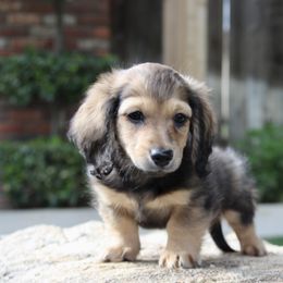 Dachshund Puppies from Rustic Bark Page's Dachshunds