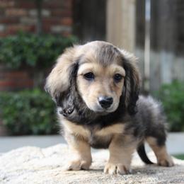 Dachshund Puppies from Rustic Bark Page's Dachshunds