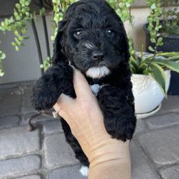 Pine - Black and white female Bernedoodle puppy in Superior, Arizona from Mountain Bridge Doodles