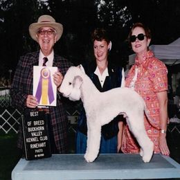 Bedlington Terrier and Bichon Frise All Grown Up from Patchwork Bedlington Terriers and Bichon Frise