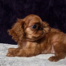 Charisma's wine not kiss me - Red female English Toy Spaniel puppy in Glenwood City, Wisconsin from NyaStar