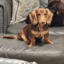 Bandit - Dachshund