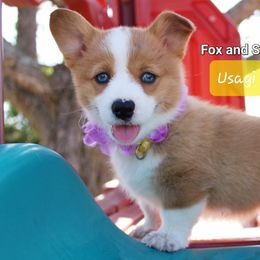 Girl 1 - Pembroke Welsh Corgi puppy in Lavon, Texas from Fox and Spots