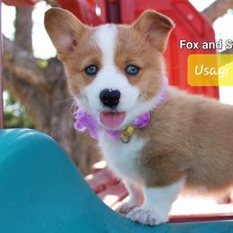 Girl 1 - Pembroke Welsh Corgi puppy in Lavon, Texas from Fox and Spots