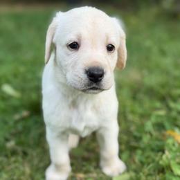 Mojave - Yellow female Labrador Retriever puppy in Sweet Home, Oregon from Snowpeak English Labradors