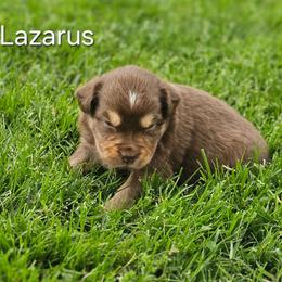 Lazarus - Red tri male Miniature Australian Shepherd puppy in Owensboro, Kentucky from JnT's Bluegrass Mini Aussies