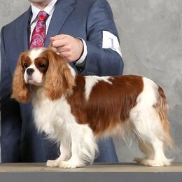 Hazel - Cavalier King Charles Spaniel