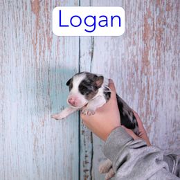 Luke - Merle male Assorted Doodle Crosses puppy in Calhoun, Georgia from Happy Top Doodles