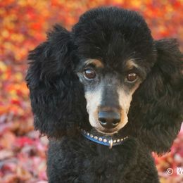 Cavalier King Charles Spaniels and Poodles from Red Skye Cavaliers