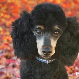 Cavalier King Charles Spaniels and Poodles from Red Skye Cavaliers