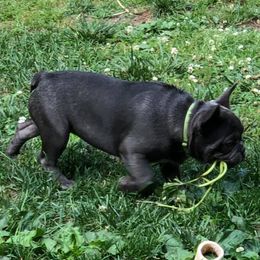 French Bulldogs from Second Star Farm