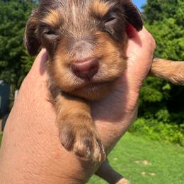 Lincoln - Chocolate and tan male Dachshund puppy in Knoxville, Tennessee from East TN Dachshunds