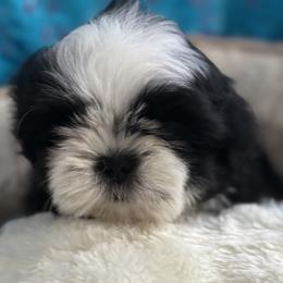 GIRL 3 - Red and white female Shih Tzu puppy in Centralia, Washington from FRUFFLES SHIH TZUS