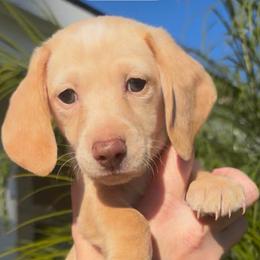 Tanner - Cream male Dachshund puppy in Corona, California from M & M Doxies