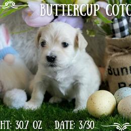 Coton de Tulear Puppies from Buttercup Cotons of Texas