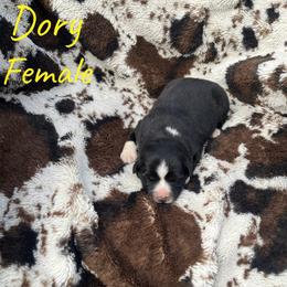Dory - Black & white female Australian Shepherd puppy in Cleveland, Tennessee from C&S Kennels
