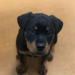 Rottweiler Puppies from Iron Clad Rottweiler