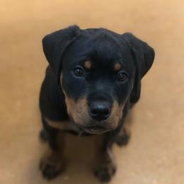 Rottweiler Puppies from Iron Clad Rottweiler