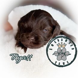 Ryatt - Liver male Miniature Schnauzer puppy in Dorr, Michigan from Enchanted Paws