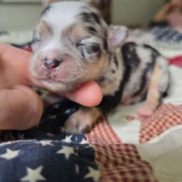 Loki - Merle male Chihuahua puppy in Xenia, Ohio from Moose Creek Chihuahua's