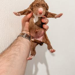 Louise - Red  female Goldendoodle puppy in Iola, Texas from Supreme Doodles of Texas